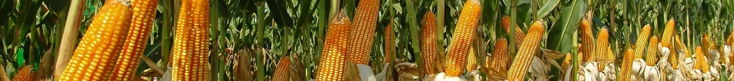 Программа защиты кукурузы