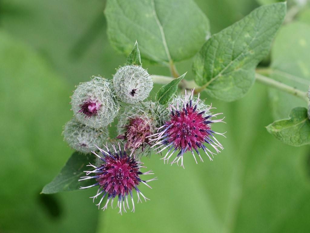 Лопух большой описание. Arctium tomentosum. Лопух войлочный Arctium tomentosum. Лопух паутинистый семена. Лопух репейник зоохория.