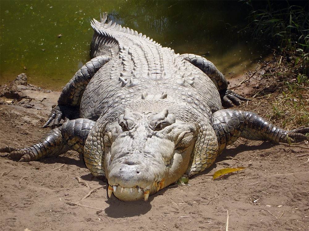 Самый большой крокодил в мире - 30.05.2016 - Новости - ООО ТД  Кирово-Чепецкая Химическая Компания