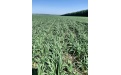 Система защиты озимой пшеницы в Республике Мордовия - Image preview 2