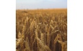 Озимая пшеница – нелегкий путь 22-23 года - Image preview 4
