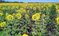В Тамбовской области собран рекордный урожай подсолнечника - Image preview 1