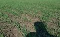 Промежуточные результаты комплексной защиты посевов яровой пшеницы в Челябинской области - Image preview 1