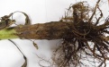 фузариозная корневая гниль подсолнечника в Бузулукском районе Оренбургской области    - Image preview 2