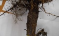 фузариозная корневая гниль подсолнечника в Бузулукском районе Оренбургской области    - Image preview 3