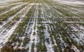 Состояние озимой пшеницы в Ростовской области - Image preview 2