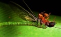 Гусеница моли  - Image preview 2
