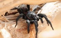 Сиднейский лейкопаутинный паук - Image preview 1