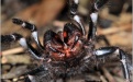 Сиднейский лейкопаутинный паук - Image preview 2