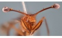 Стебельчатоглазая муха - Image preview 3
