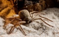 Шестиглазый песочный паук - Image preview 1