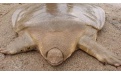 Черепахи с мягким панцирем - Image preview 1
