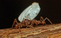 Разные виды муравьев могут сотрудничать - Image preview 3