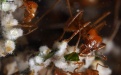 Разные виды муравьев могут сотрудничать - Image preview 4