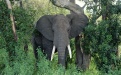 Африканские слоны - Image preview 2