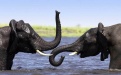 Африканские слоны - Image preview 6