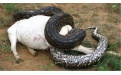 Анаконда — самая большая змея - Image preview 4
