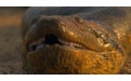 Анаконда — самая большая змея - Image preview 6