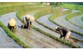 Почему рис выращивают на затапливаемых полях - Image preview 1