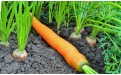Позеленение верхушки моркови - Image preview 3