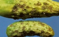 Оливковая пятнистость огурцов - Image preview 1