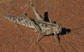 Назойливая пустынная саранча - Image preview 2