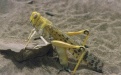 Назойливая пустынная саранча - Image preview 3