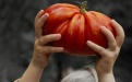 Открыли тайну больших помидоров - Image preview 2