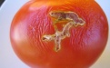 Вредитель наносит ущерб томатам и картофелю - Image preview 4
