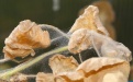 Обыкновенный паутинный клещ - Image preview 2
