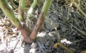 Язвенная пятнистость стеблей малины - Image preview 3