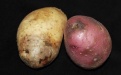 Фитофтороз картофеля - Image preview 2