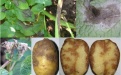 Фитофтороз картофеля - Image preview 3