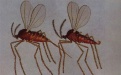 Крошечный просяной комарик - Image preview 2