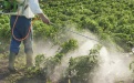 Применение пестицидов в Японии - Image preview 2