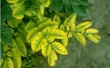 Желтуха растений - Image preview 1