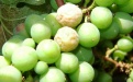 Белая гниль винограда  - Image preview 2