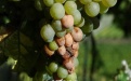 Кислая гниль винограда - Image preview 2