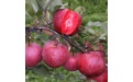 Яблоки с красной мякотью  - Image preview 2