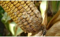 Склеротиниоз или белая гниль  – заболевание кукурузы - Image preview 1