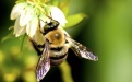Мух обвинили в болезней пчел  - Image preview 2