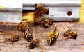 В Европе вымирают насекомые - Image preview 2