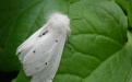 Белая американская бабочка - Image preview 3