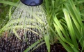 Растения, которые не требуют полива - Image preview 2