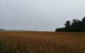 Применение Тайгер 100, КЭ на яровой пшенице - Image preview 1