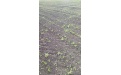 Борьба с сорняками на сое - Image preview 5