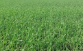 защита твердой пшеницы - Image preview 1