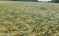 защита твердой пшеницы - Image preview 2