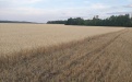 защита твердой пшеницы - Image preview 4