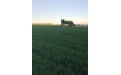 Защита яровой пшеницы от сорняков  ИП КФХ Миллер А.Я. - Image preview 2
